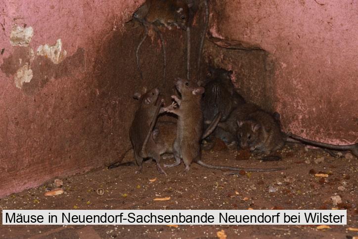 Mäuse in Neuendorf-Sachsenbande Neuendorf bei Wilster